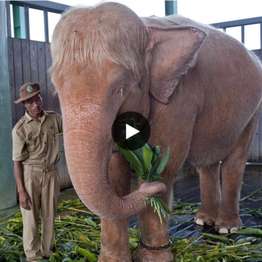 Have You Ever Wondered About the Fascinating World of Remarkably Large Albino Elephants?