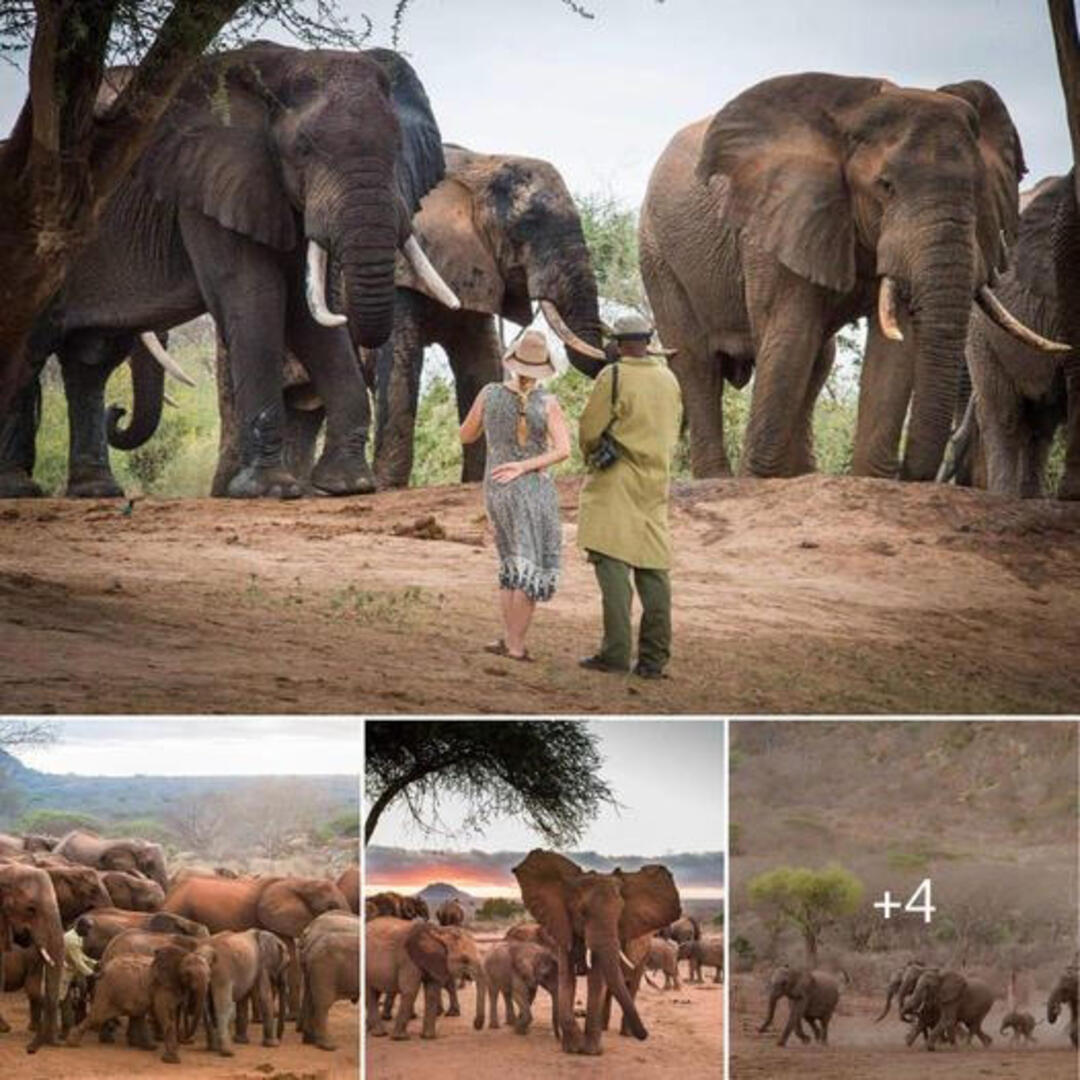 Elephants at the Core of Ithumba’s Resurgence: A Narrative of Renewed Life in Tsavo