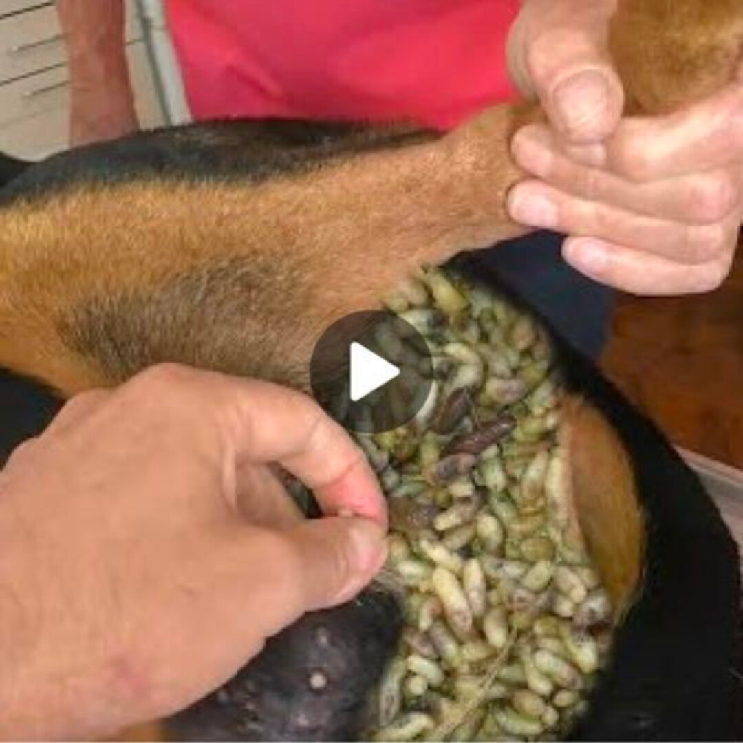 Ensuring the welfare of your canine companion, this comprehensive guide offers a step-by-step approach to safely removing maggots from your dog’s skin ‎