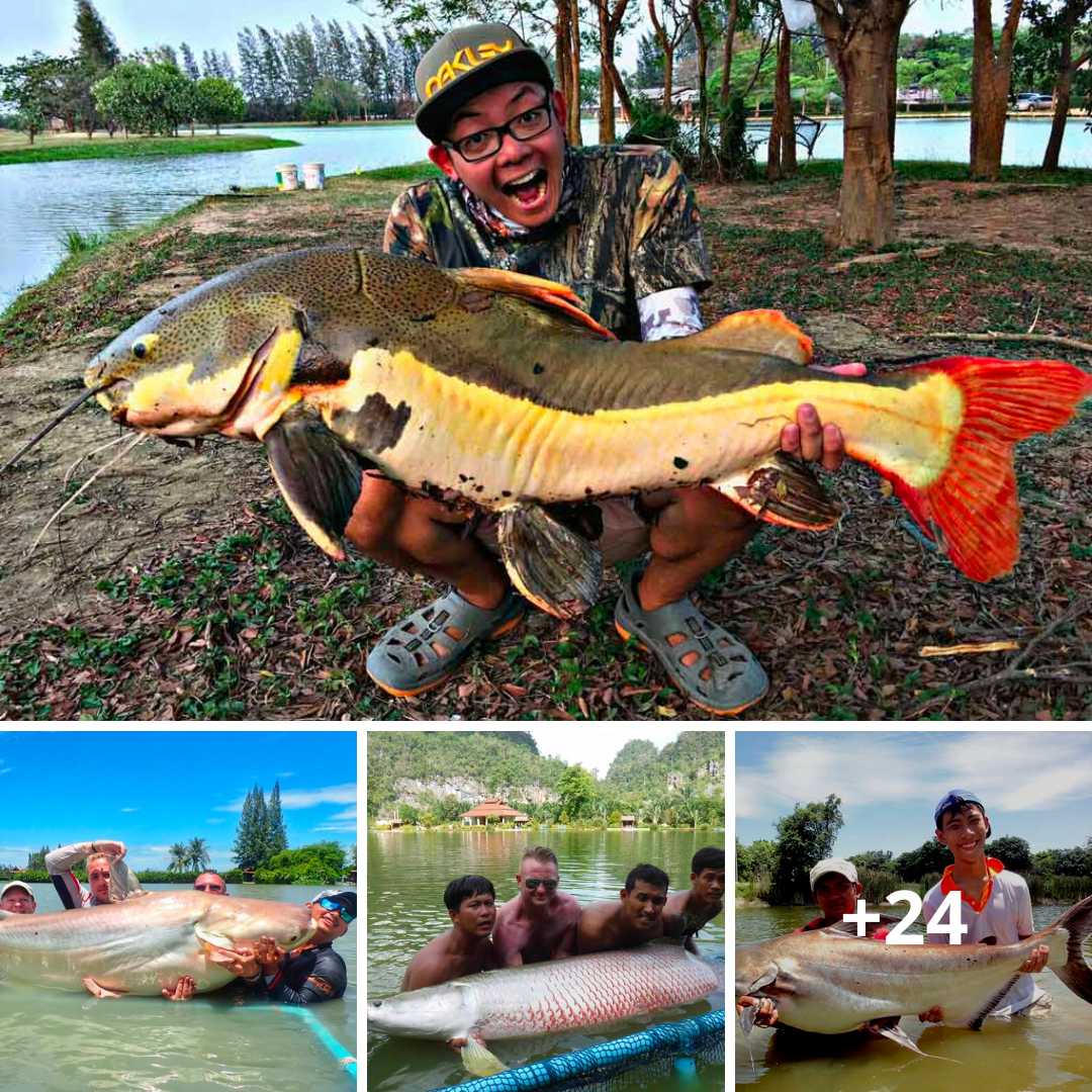 Beyond Imagination: Thailand’s Hidden Gem for Anglers Reveals the World’s Largest Species