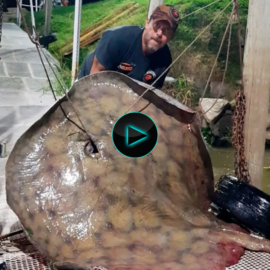 Fisherman captures 550-pound stingray after epic two-hour battle