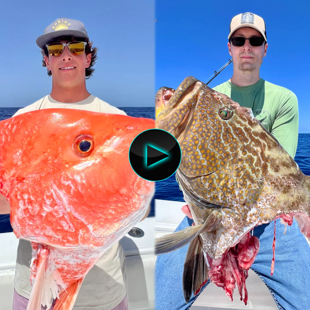 It makes no sense to hook snapper or grouper just to feed them to sharks